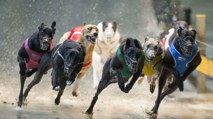 The NSW Special Commission of Inquiry may recommend greyhound racing be shut down. Photo: Craig Golding
