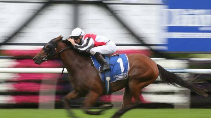 Everything right: Gypsy Diamond tackles the group1 Queen Of The Turf at Randwick on Saturday. Photo: Anthony Johnson