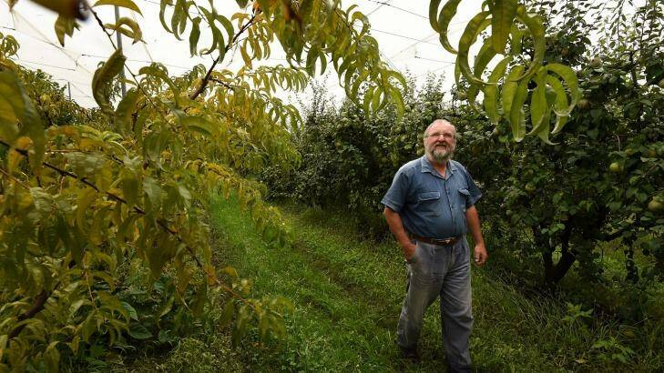 Fruit grower Ed Biel in his orchard on his farm Wanaka at Oakdale. Photo: Kate Geraghty