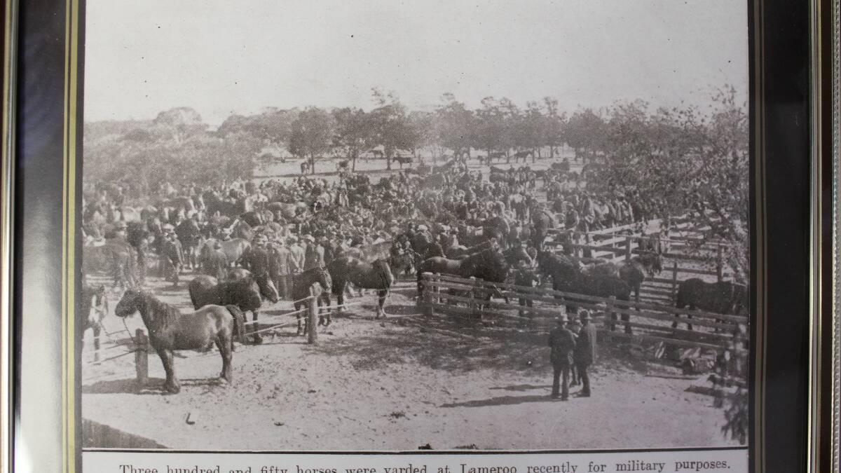 Military horses, 350 of them, were yarded at Lameroo for the war effort. 