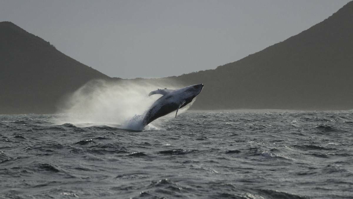 A whale off Port Stephens, Newcastle Herald.