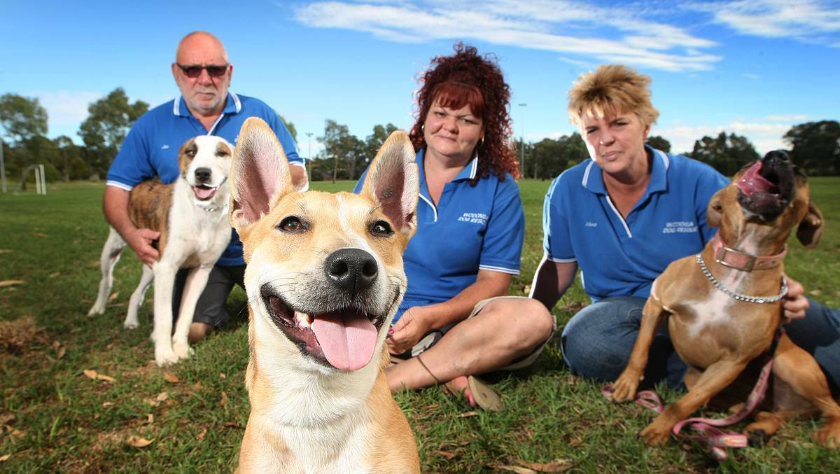 Promoting Paws in the Park is Wondonga Dog Rescue's Jim Toole (with Cassidy), Dee Keogh (with Caddie) and Allana Adrian (with Ruby) at Willow Park. Picture Dylan Robinson, Border Mail.