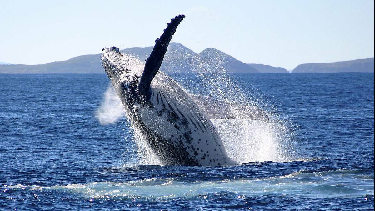 A whale off Port Stephens, Newcastle Herald.