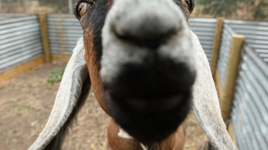 This goat got up close and personal during the week. Picture: Adam Trafford, The Courier.