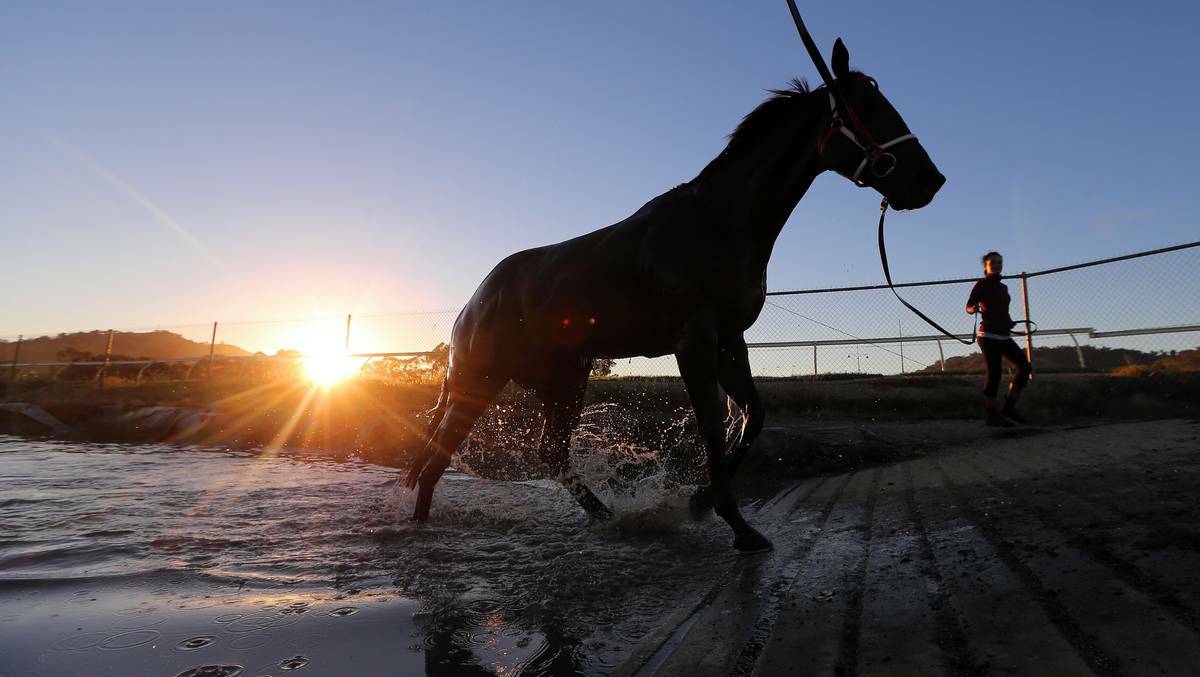 Full Hand photographed after a quick training run in the lead-up to the Albury Gold Cup. Picture: John Russell, Border Mail.