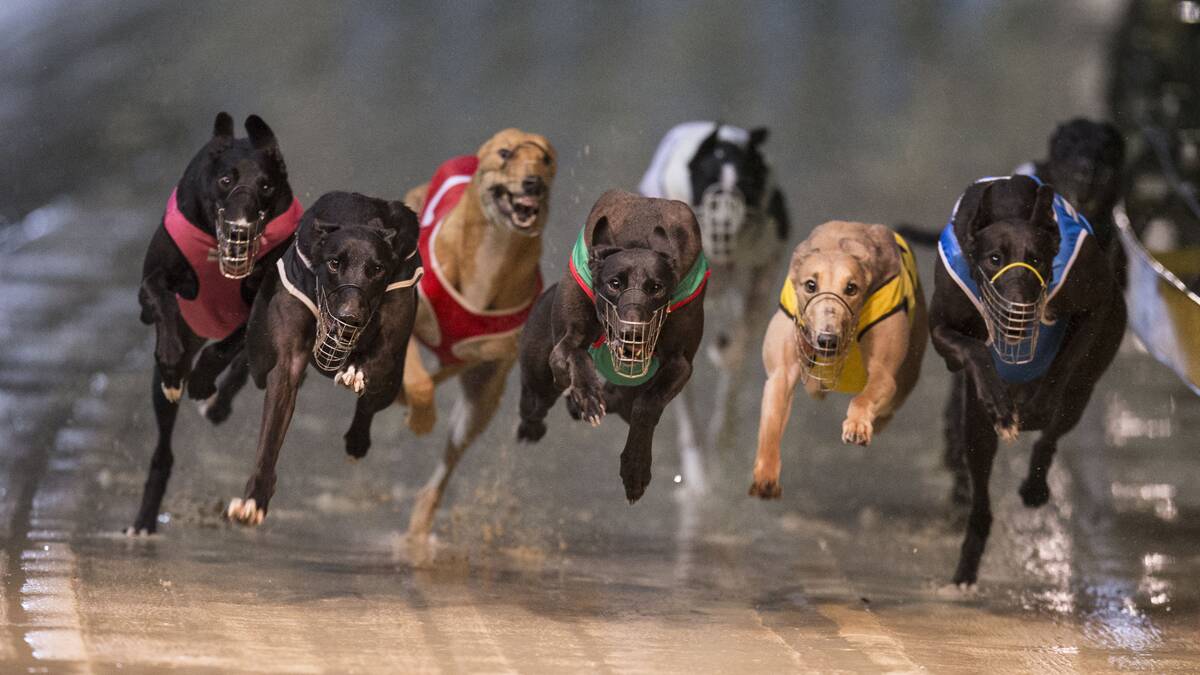 Photo: Greyhound Racing NSW