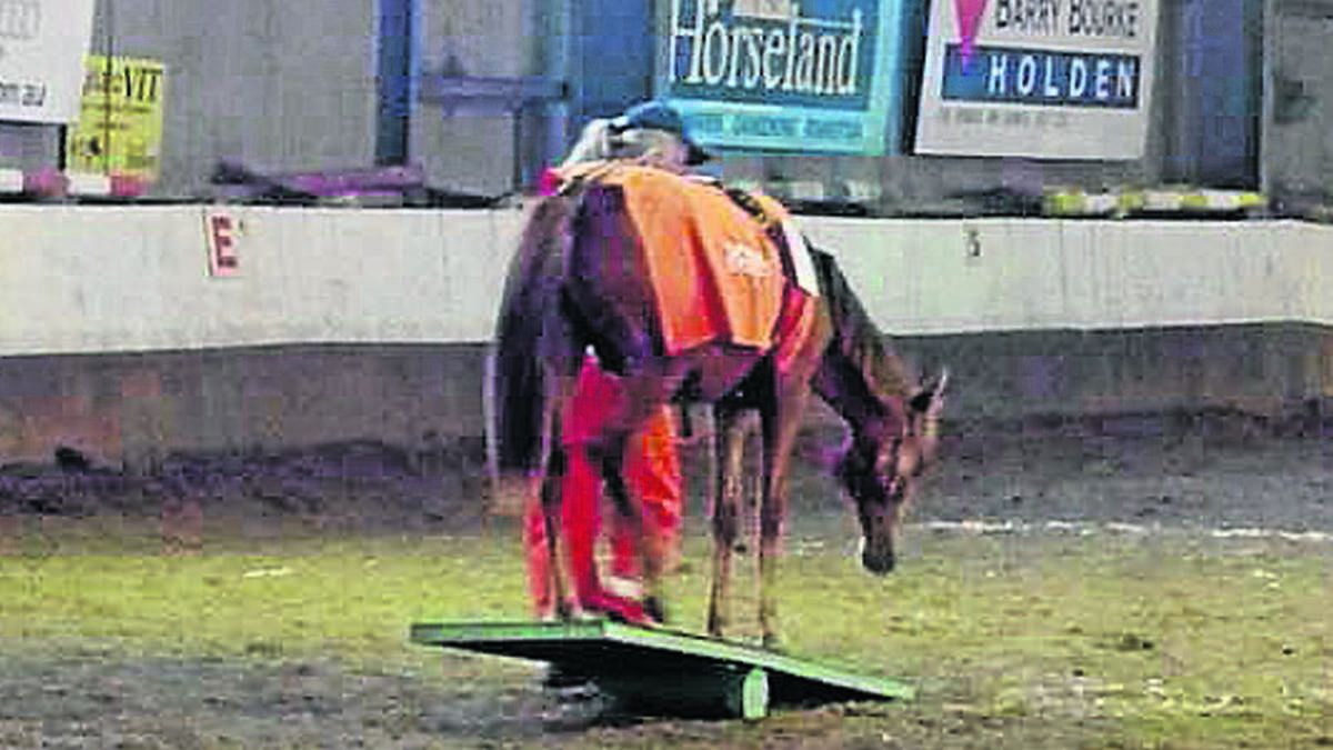 EASY THERE: A well balanced brumby.  (sub)