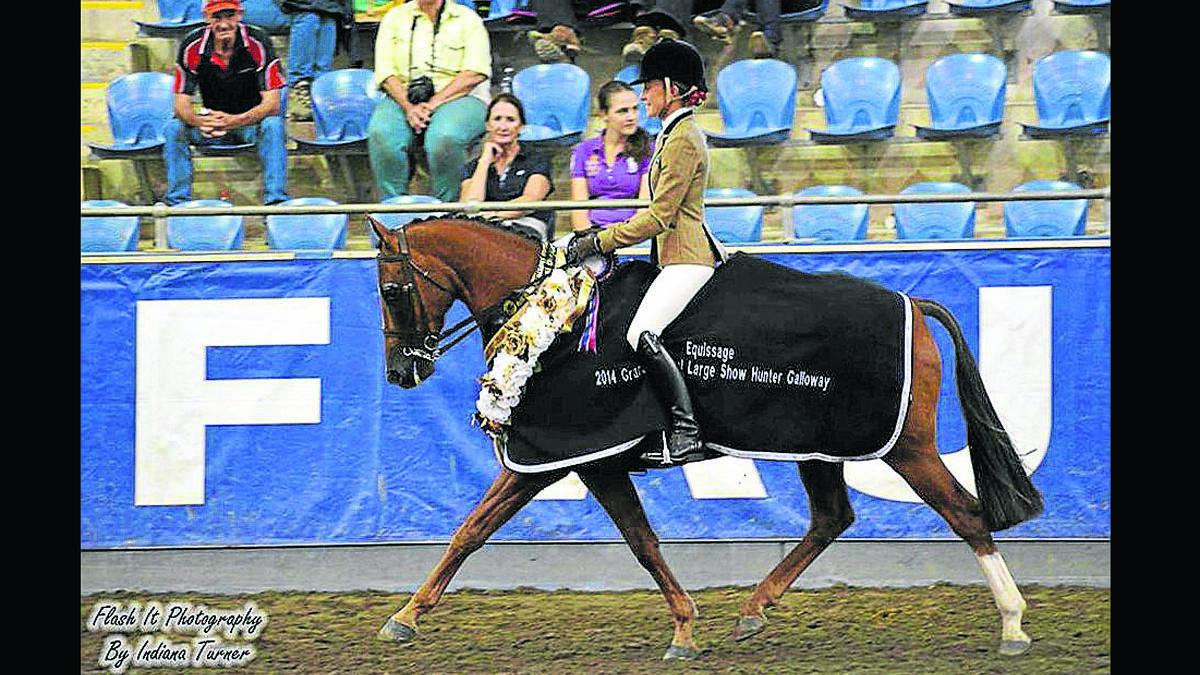 CHAMPION: Bronwyn Parker’s horse “Midwave Resistance” won Champion Show Hunter Galloway at the show. The Galloway is pictured here competing at Grand Nationals two weeks ago. 
Photo by Flash It Photography Australia 