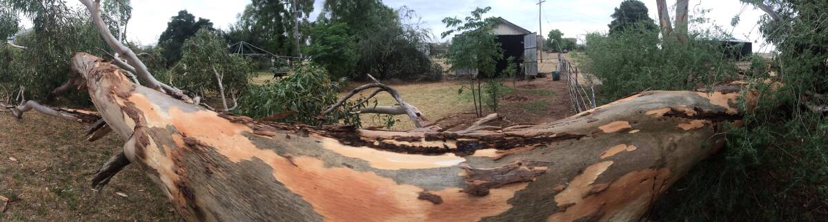 BAM! The death of two national icons in a giant eucalypt and a Hills Hoist after a storm swept through a Thuddungra property over the festive season.