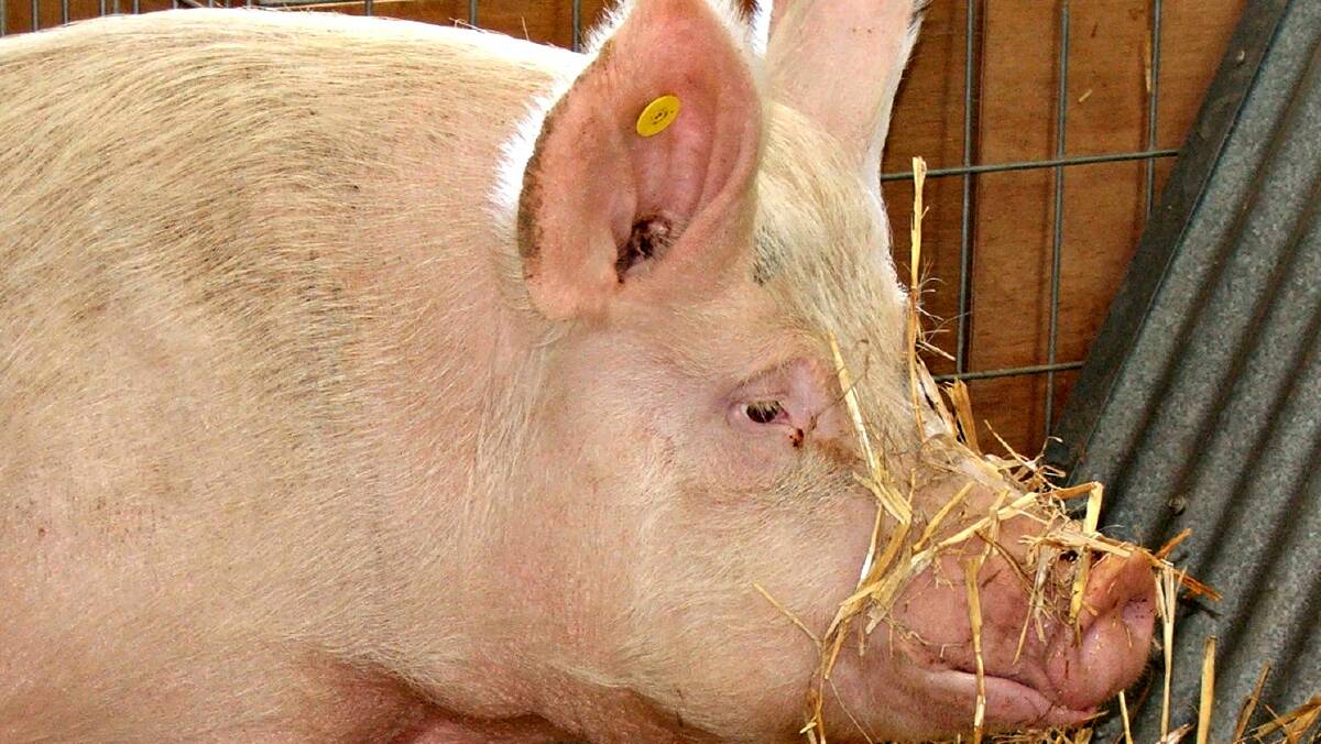 $3.8m piggery expansion approved