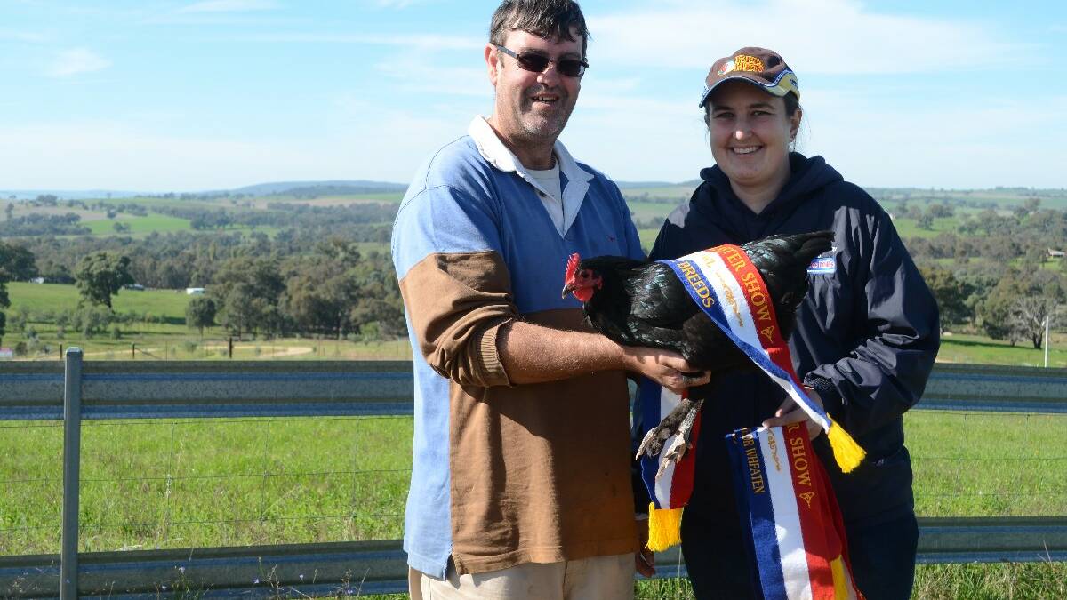 PROUD: Michael McGrath and Rebecca Johnstone with a prized Australian Langshan pullet, and a collection of ribbons from previous shows.