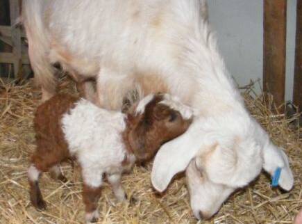 CUTE: Janelle Cooke welcomes new additions to her herd.  