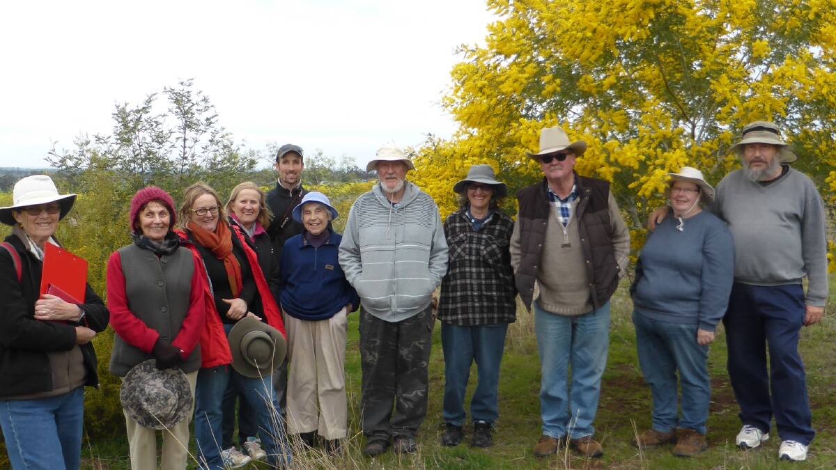 WATTLE WALKS: Some of the participants among the direct seeded wattles at the Grenfell Wattle Day Walk at “Rosemont” last week.  