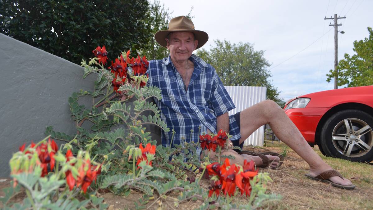 Clarke Street gardener Clem Holman is thrilled to see his rare Sturt Desert Pea thriving.