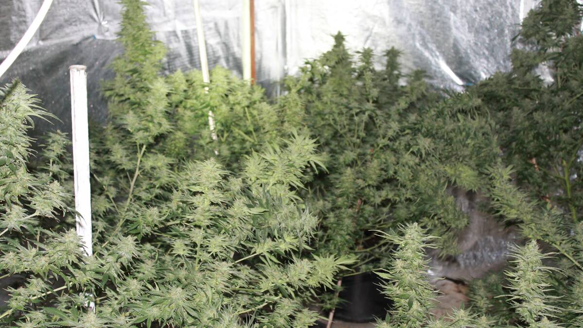 The hydroponic cannabis plants found in a shed on a Henry Lawson Way property.       