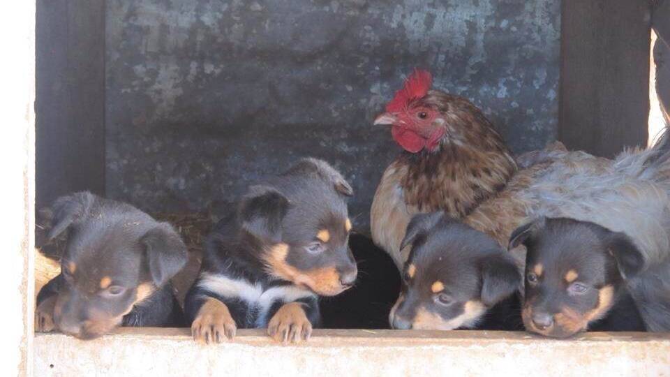 These kelpie puppies have a slightly non-traditional baby-sitter. Photo: Diane Wiggins