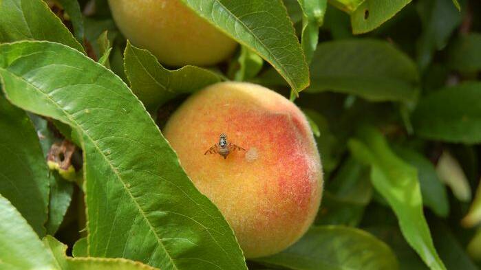 Queensland Fruit Fly loiters around a peach.