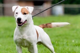 POLL: Do you think a dog that killed another animal should be labelled dangerous?