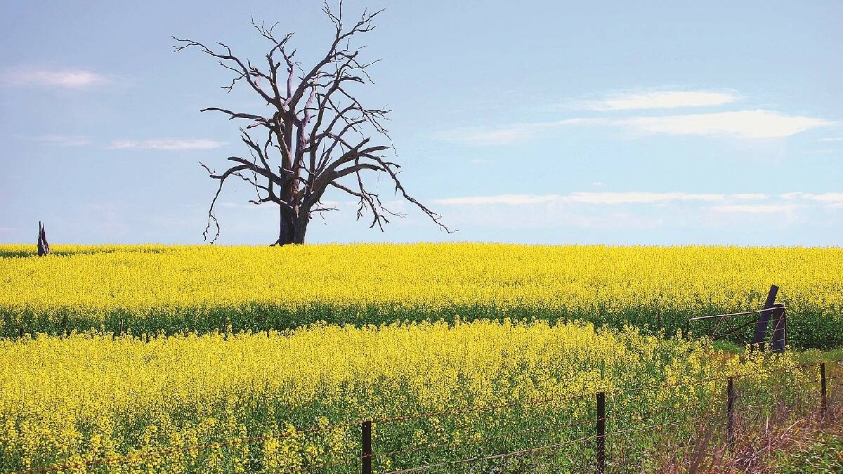 BOOROWA: This Photo of a Dead Tree and Planted Canola on the road to Boorowa by Shelley Harper, featured in the 2014 Postcards From Your Town calendar. 