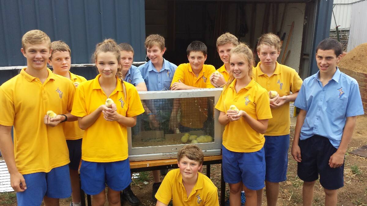 YELLOW BELLIES! Hennessy Catholic College Year 9 students showcase some of their chickens they’ll be sending to the Royal Easter Show this year. From left to right, Brent Shoard, Dan Parker, Millie Cummins, Riley Ricketts, Luke McLachlan, Conah Wilder (front), Darcy Sibley, Kayne Mills, Bonnie King, Nathan Rolls and Jarrod Livolsi. 