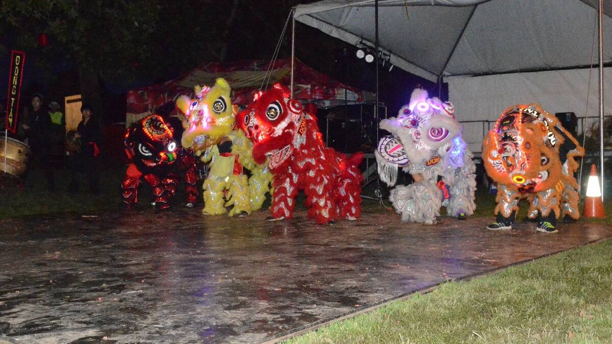 The spectacular lions dance in Anderson Park for the Lambing Flat Chinese Festival.