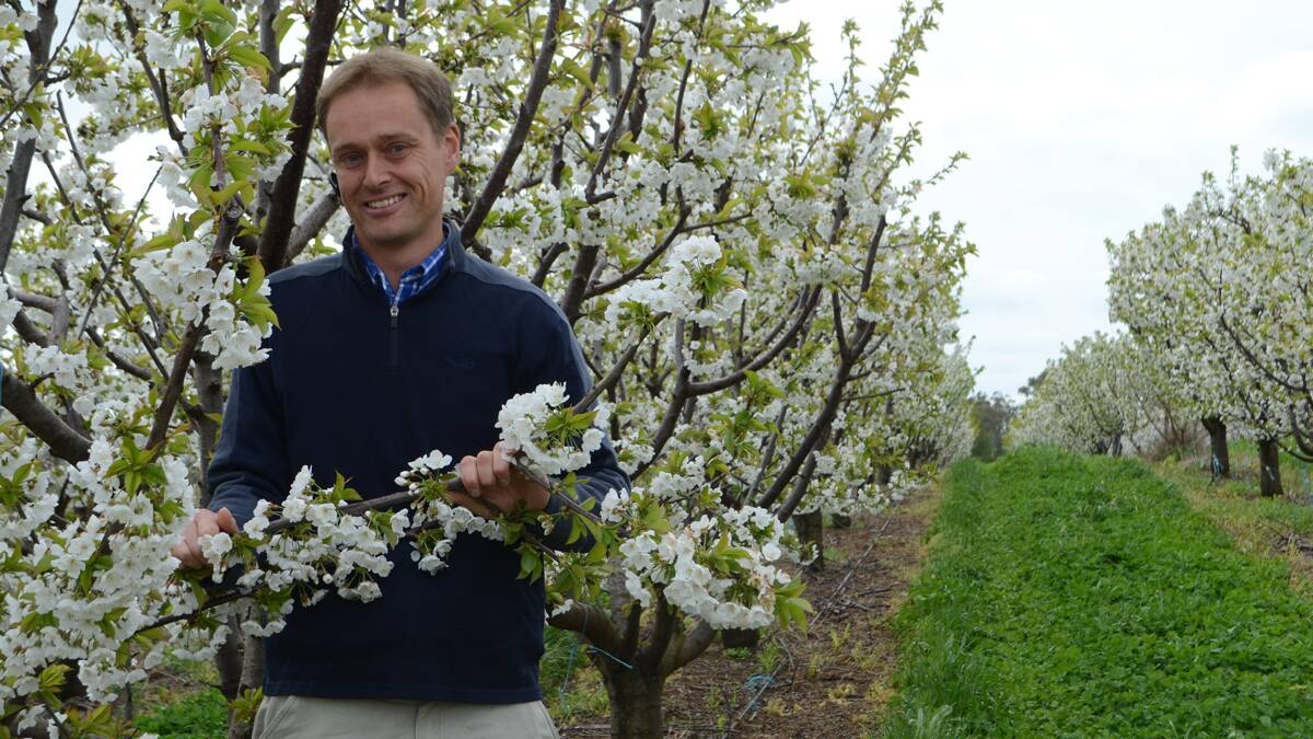 Local cherry orchardist Tom Eastlake.