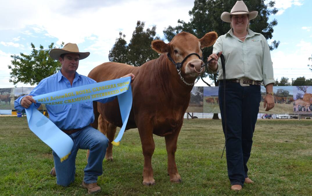 CHAMPS: Tony and Charna Starr of Starr Limousins in Thuddungra were thrilled their Birubi Knightime K1 was named interbreed champion bull and supreme exhibit, Champion of Champions, of the Canberra Royal Show on the weekend.                                        Photo: The Land Newspaper.
