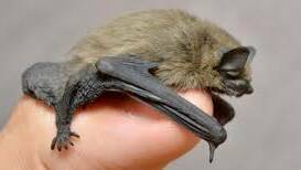 NOCTURNAL: Some species of microbat are so small that they can fit on your thumb.   