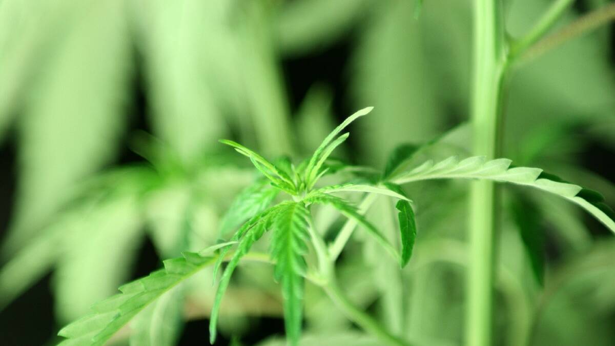 Drug crop seized in Young: Local police last week seized a backyard cannabis plantation in Young of 26 cannabis plants ranging from 30 centiemtres to one metre in height with an estimated street value of $26,000.