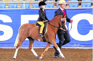 PROUD AS PUNCH! (left) Bridey Gibson and her pony “Bamborough Prunella” backed up their top 10 placing at Grand Nationals with some great results at the Sydney Royal Easter Show last month. Bridey is pictured with handler David Hall at the Grand Nationals in Sydney in the indoor arena at SIEC. Photo: Lorelle Mercer Photography