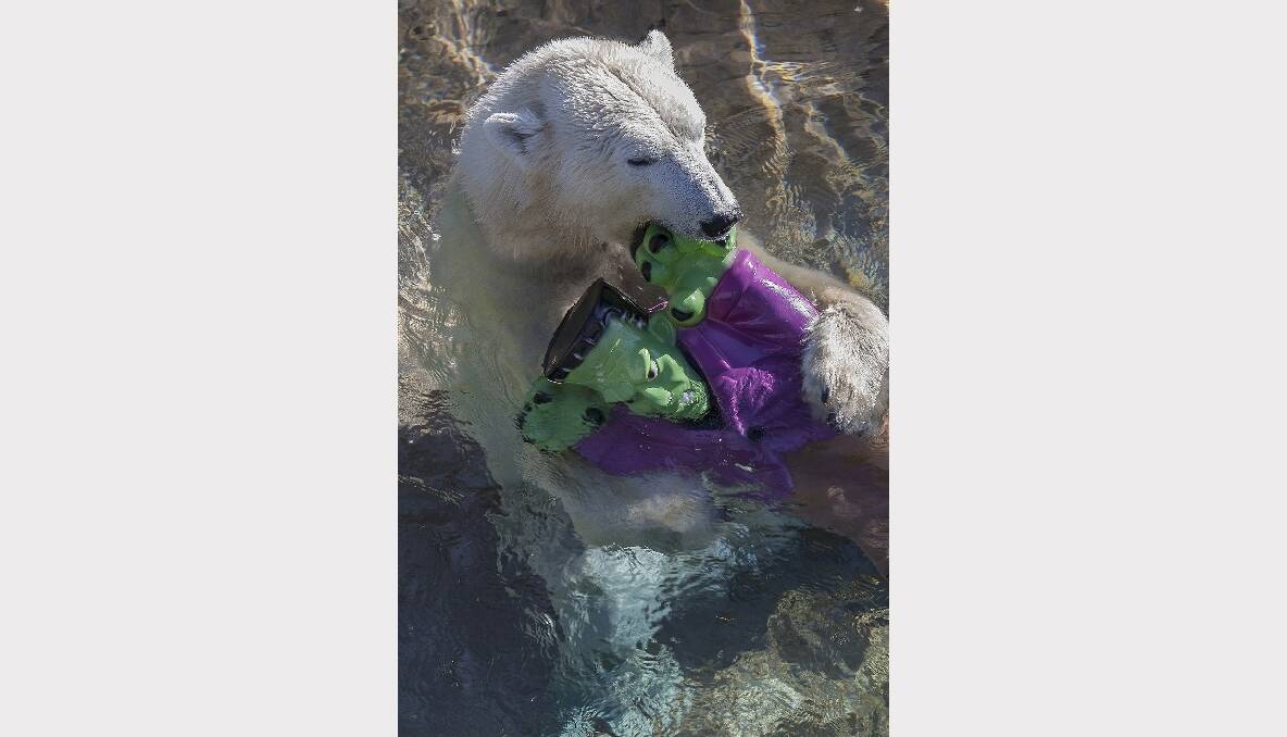 Tatqiq, an 11-year-old female polar bear at the San Diego Zoo, attempts to drown a Halloween lawn ornament in the shape of a Frankenstein monster. Photo: REUTERS