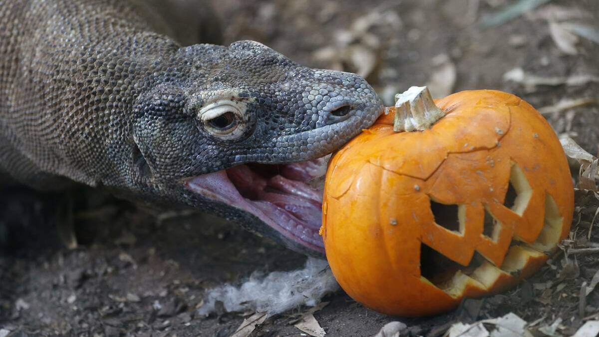Animals with carved pumpkins during a Halloween-themed media event at the London Zoo. Photo: REUTERS