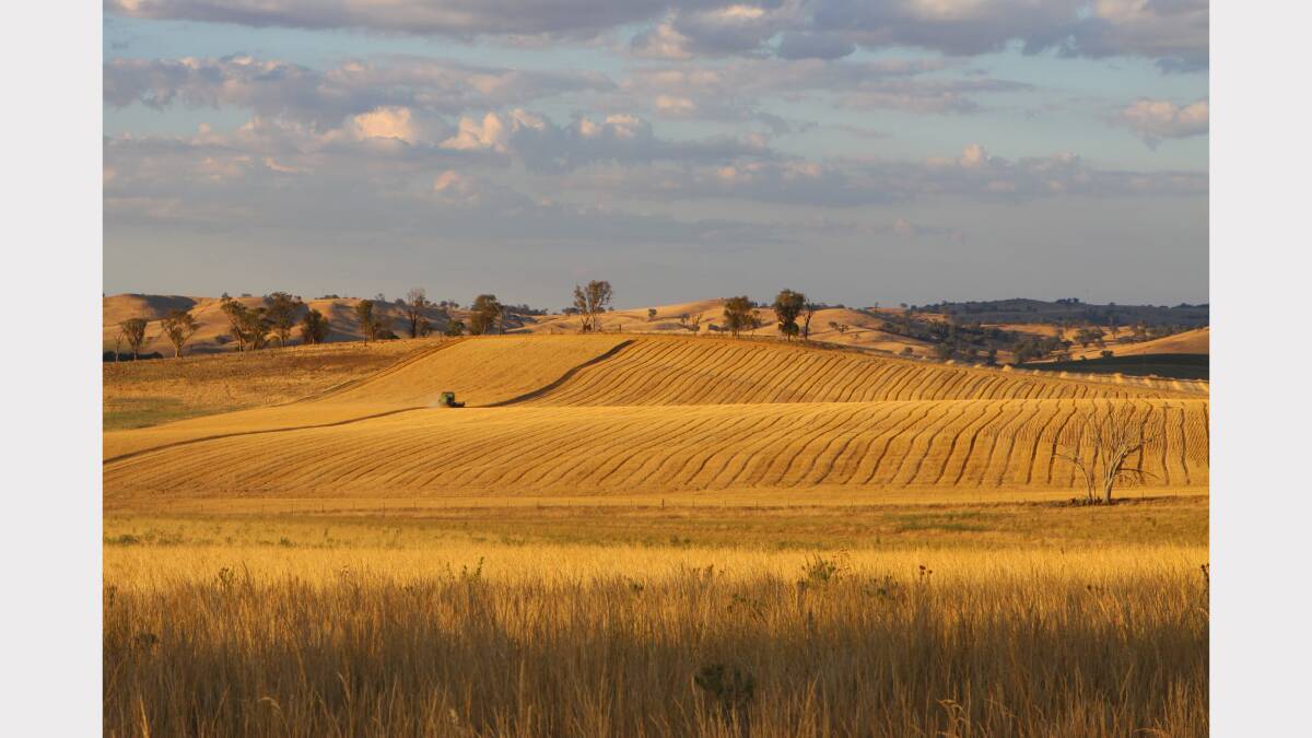 Late afternoon/ early evening wheat crop harvest Photo: KYLIE WHITTAKER