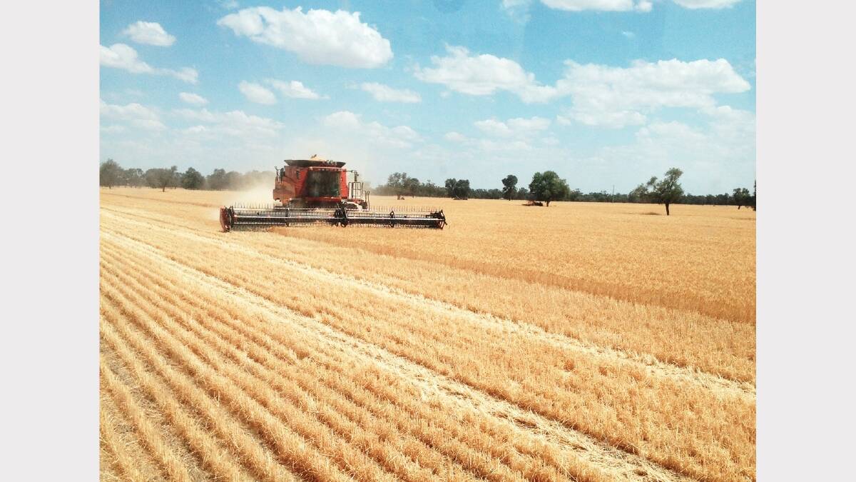 Wheat and barley harvesting at 'Buena Vista' at Collie Photo: TOM LAWRENCE
