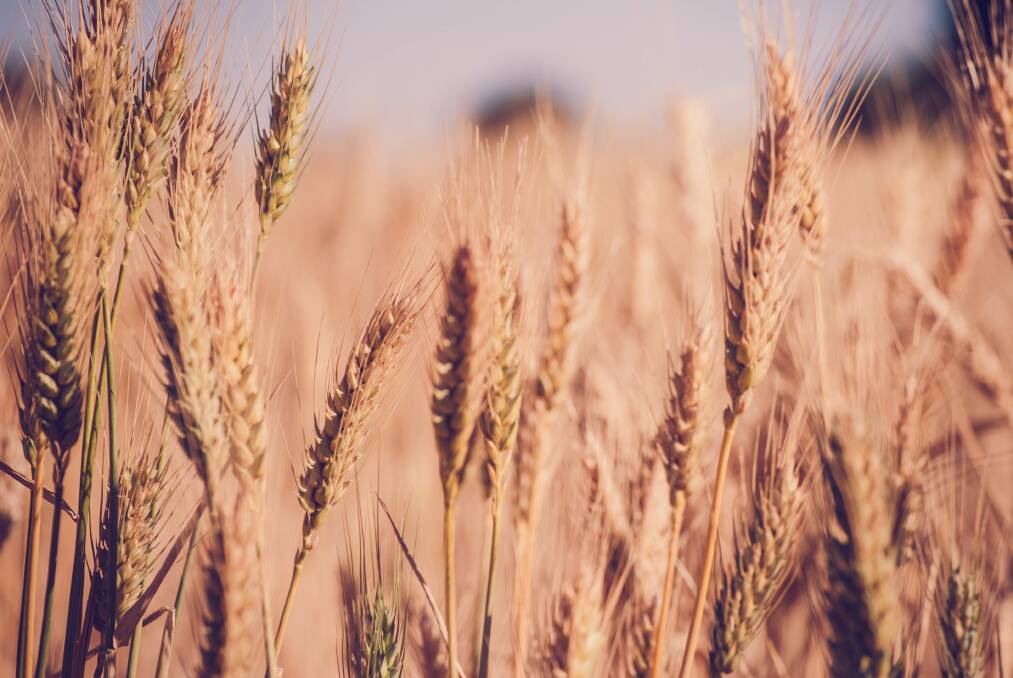 Wheat Photo: KELLY TYACK