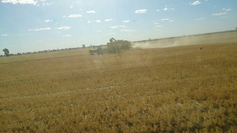 Your harvest photos. Photo submitted by Peter Broome. 