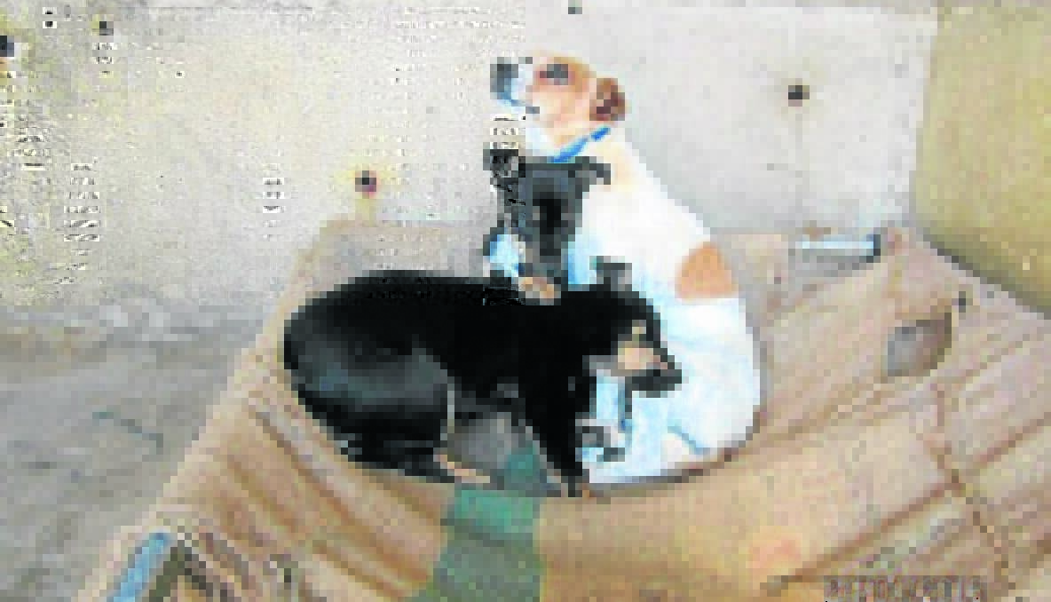 IMPOUNDED: Some dogs huddling together at the Young pound in March before they were rescued, including Shady at the front pictured with X Factor host Luke Jacobs in the next photo.