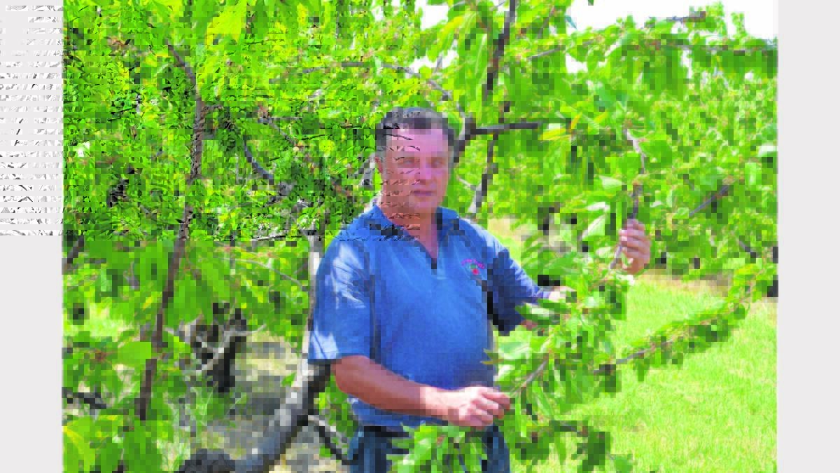 OPTIMISTIC: Scott Coupland inspecting the quality of fruit in this year’s crop at his orchard north of Young.