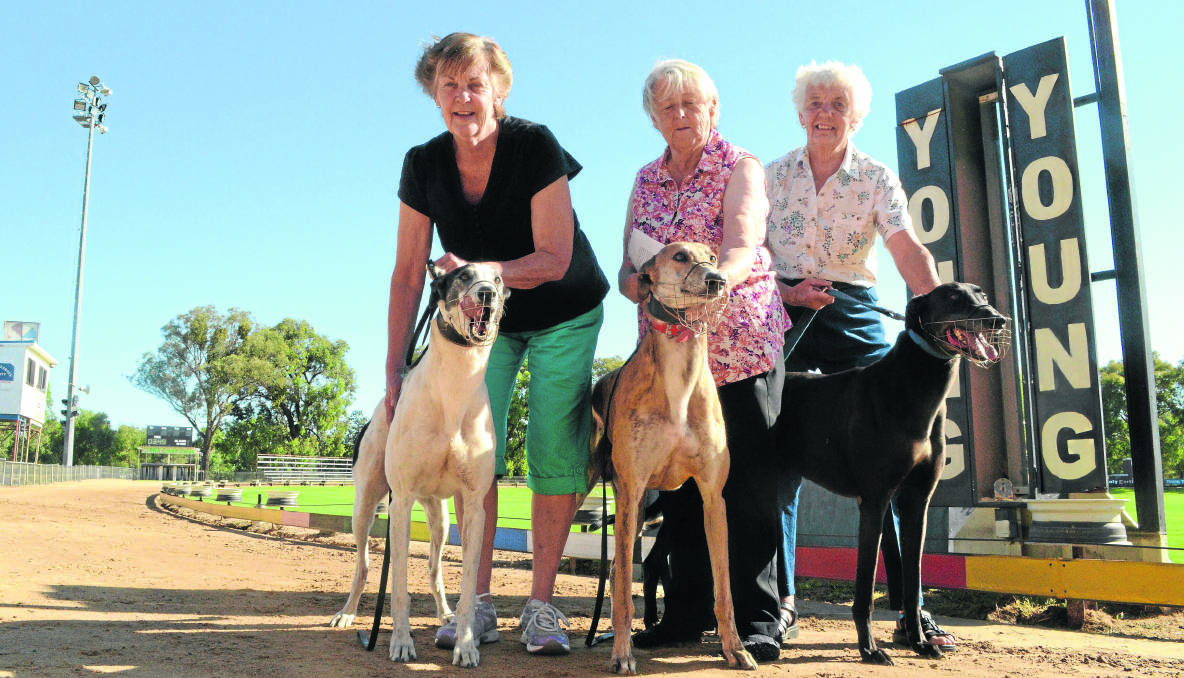 STRUGGLING: Fighting to save greyhound racing in country NSW are Young and District Greyhound Racing Club committee members Vicki Prest, treasurer Pam Grant, and June Gibson with their greyhounds Kenny (Special Kid), Mel (Humdrum), and Sam (Wombat Way).	                  (greyhounds 012)