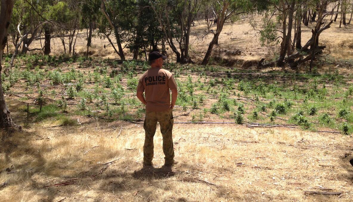 Marijuana plantation at Crowther.