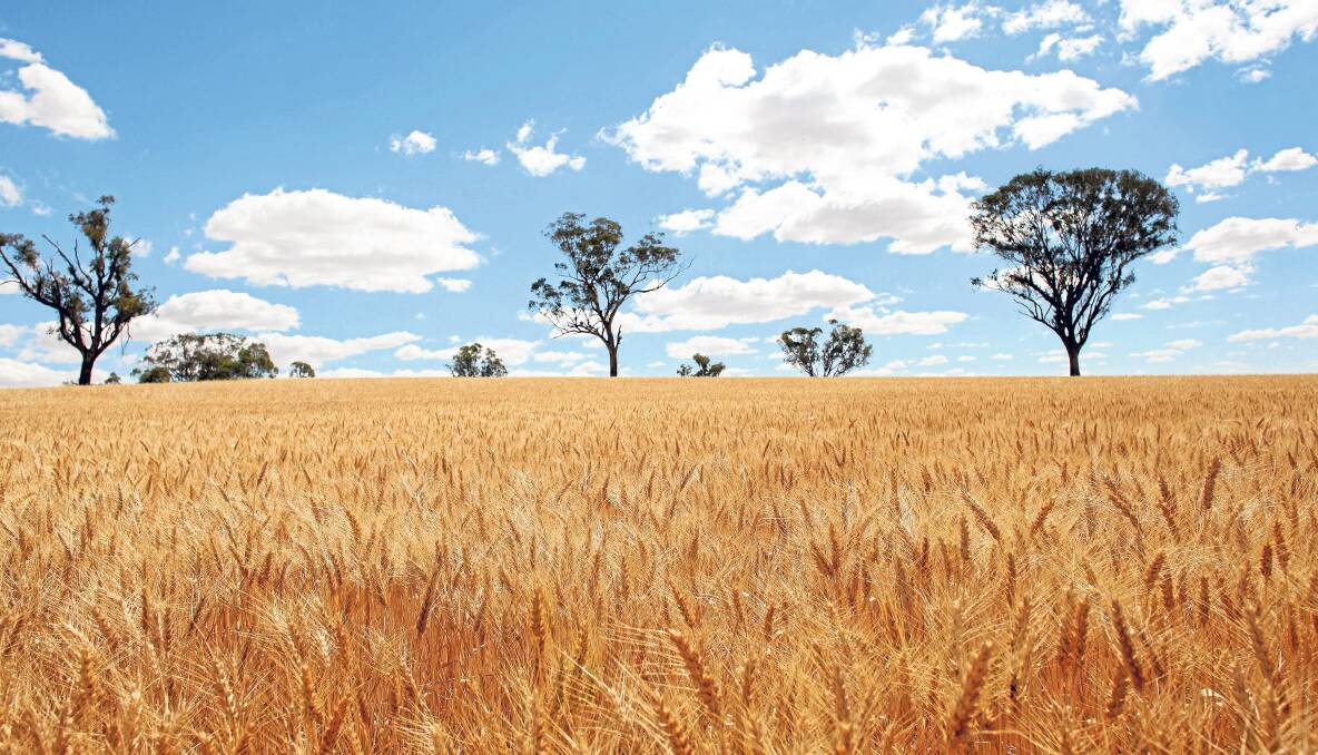 SELL THE FARM: GrainCorp owns much of the grain storage, transport and export infrastructure in Australia’s eastern states.