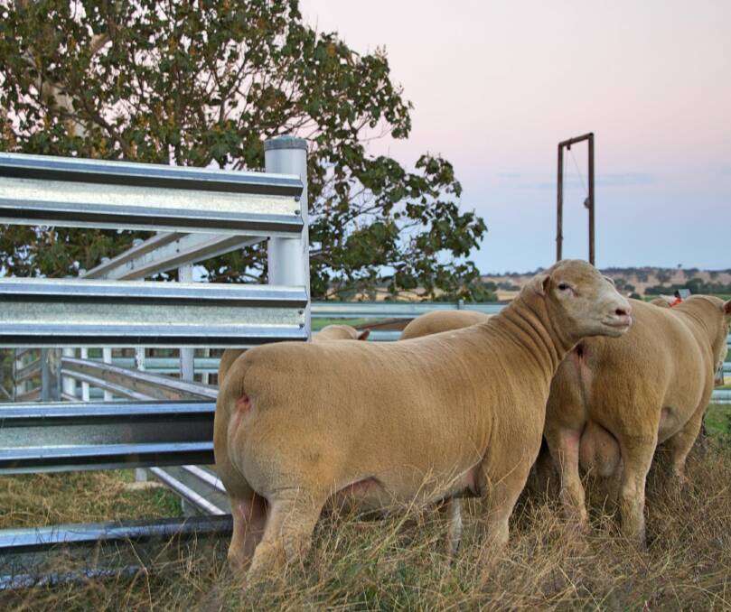 SALE DAY: The Springwaters Poll Dorset stud will offer 180 rams at its annual ram sale, held on property at "Corcorans Plains" Boorowa on October 4.