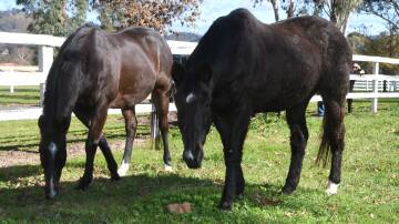 Group 1 winning retirees Laser Hawk and Desert War enjoying each other’s company and a pick of grass in the paddock at Gooree Stud near Mudgee. Photo Virginia Harvey