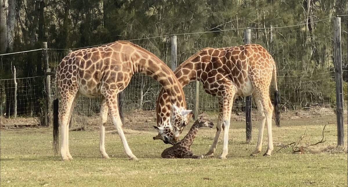 A beautiful sight as the baby boy's family checks he is doing ok after the birth on Monday, August 3. Picture: Mogo Wildlife Park. 