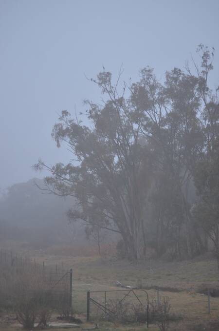 SOUP LIKE: The fog has been thick and heavy in Young over the last couple of weeks. Photo: Rebecca Hewson.