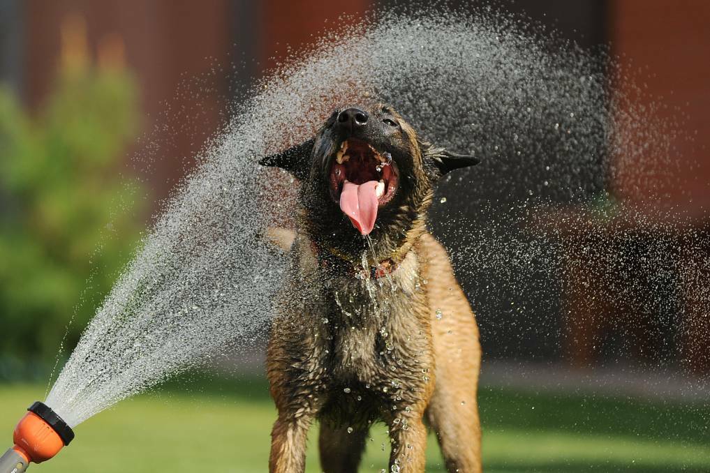 Eight easy tips on how to keep your pets cool and hydrated over the summer months.