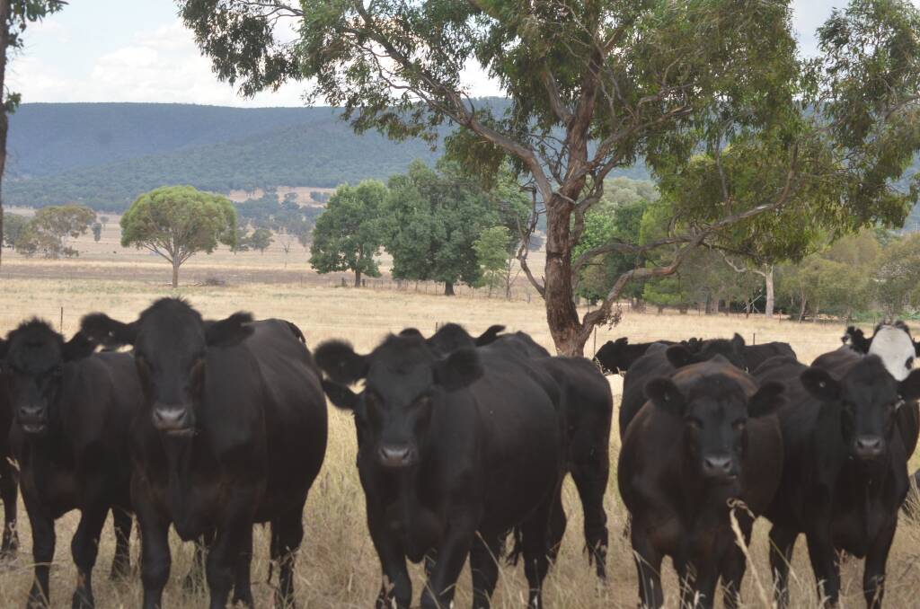 Weddin and Young Landcare and Local Land Services will be holding a grazing workshop in Grenfell.