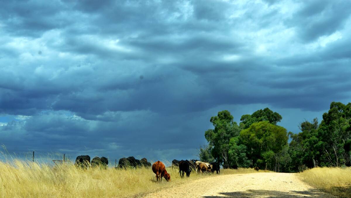 BoM, Weather Zone and Elders Weather all predict rain in Young over the next several days. Photo: Rebecca Hewson.