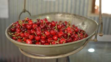 Join in the fun at the Cherry Festival