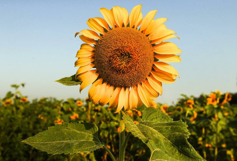 ALL SUNNY: Sunflower kernels have been recalled at Woolworths. Photo: SMH.